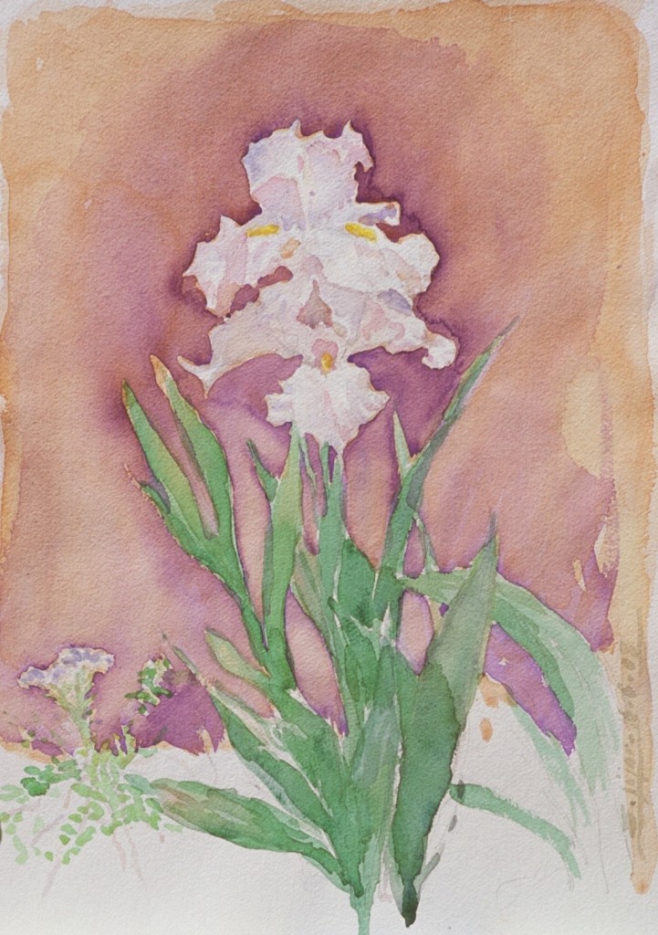 Iris 2