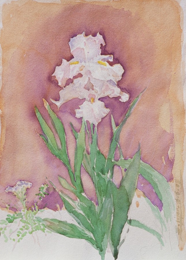 Iris 2 Iris 2