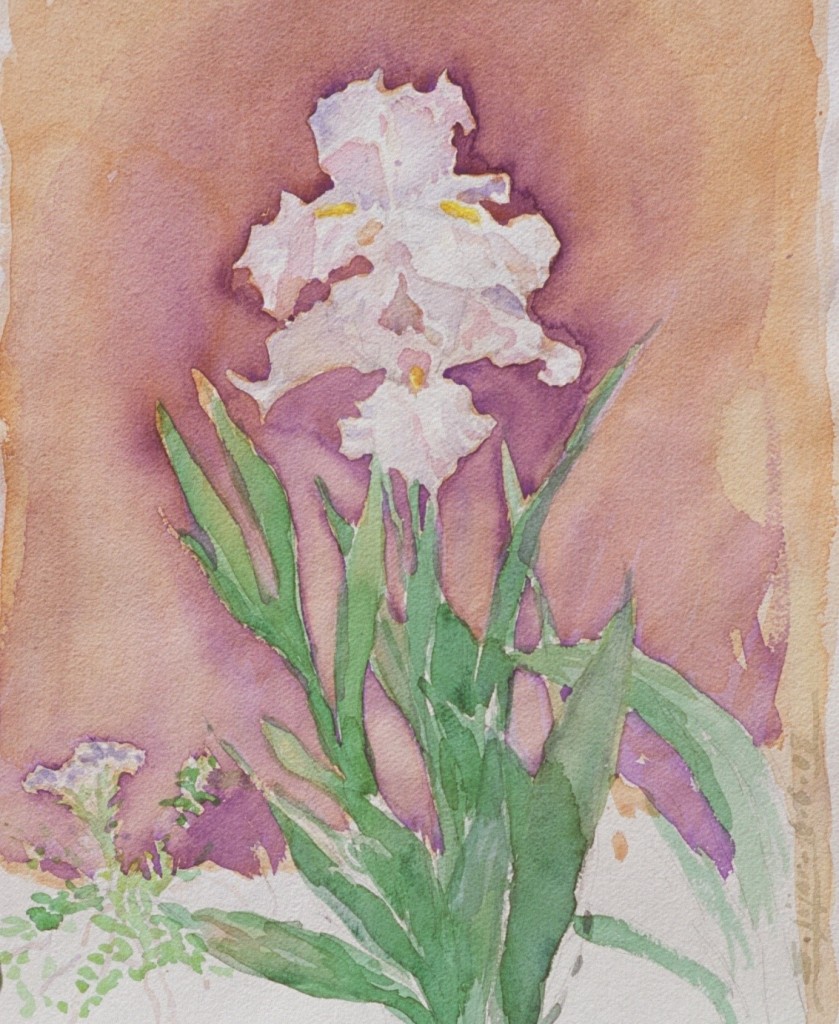 Iris 2 Iris 2