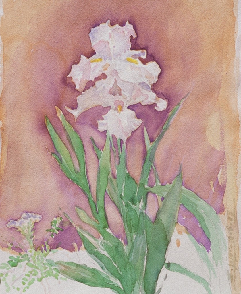 Iris 2